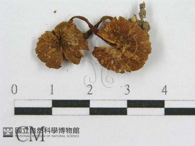 粉褶菌屬藏品圖，第3張