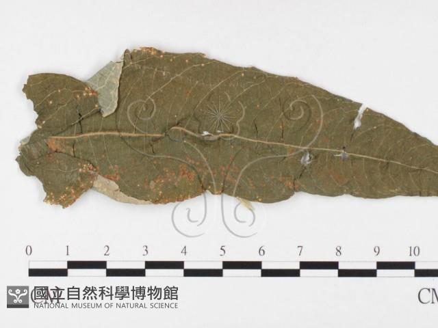 登錄號:F0026390藏品圖，第1張