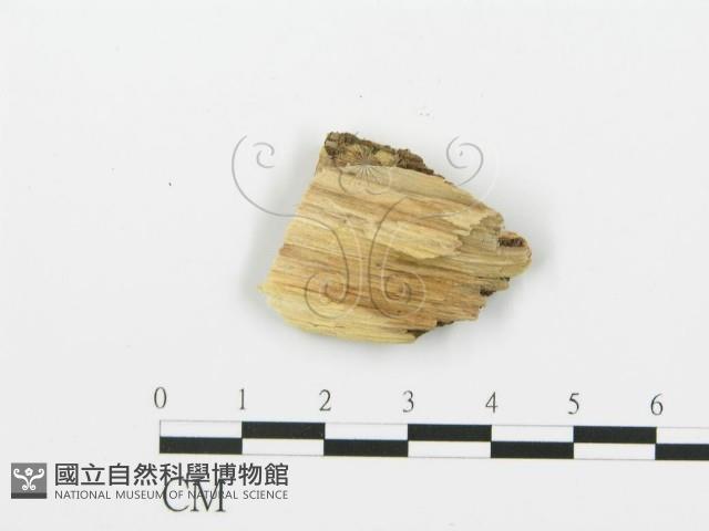 登錄號:F0006390藏品圖，第3張