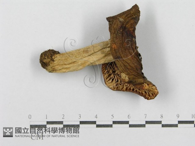 登錄號:F0016390藏品圖，第3張