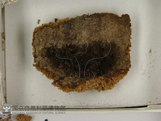 登錄號:F0021390藏品圖，第3張