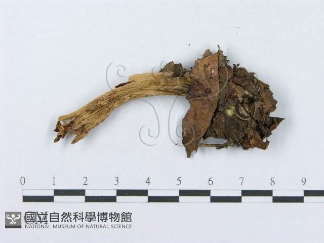 登錄號:F0004390藏品圖，第3張