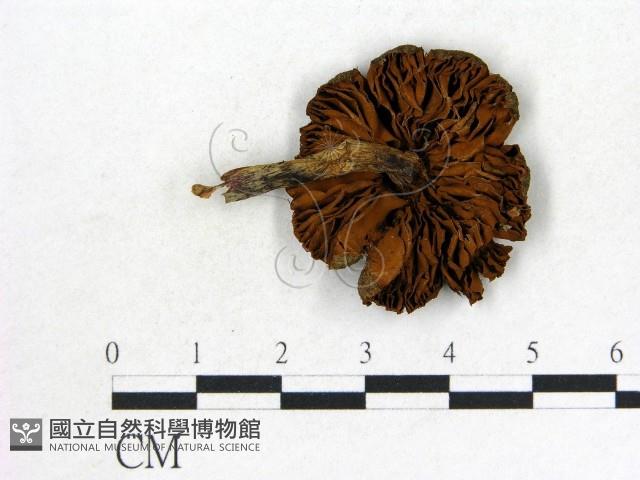 登錄號:F0012390藏品圖，第3張