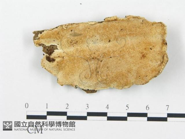 登錄號:F0017390藏品圖，第1張