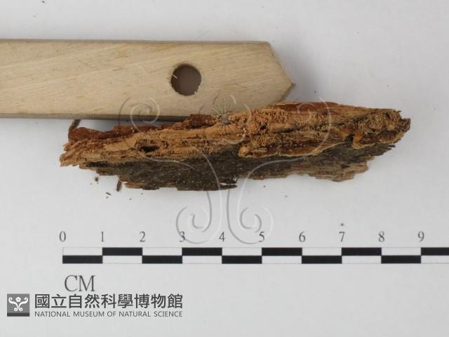 登錄號:F0025390藏品圖，第3張