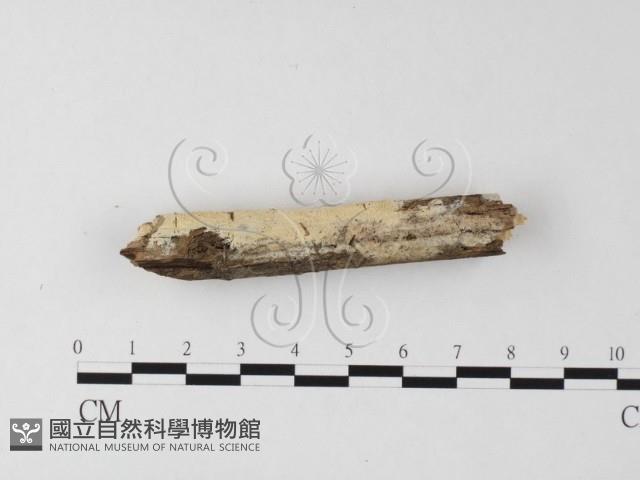 登錄號:F0015390藏品圖，第3張