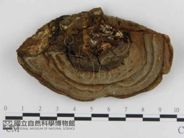 登錄號:F0009390藏品圖，第3張