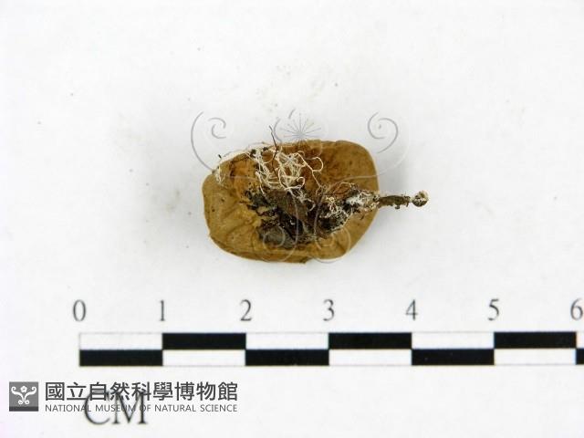 登錄號:F0023390藏品圖，第3張