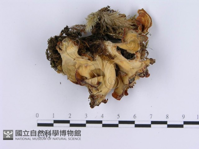 登錄號:F0003390藏品圖，第3張