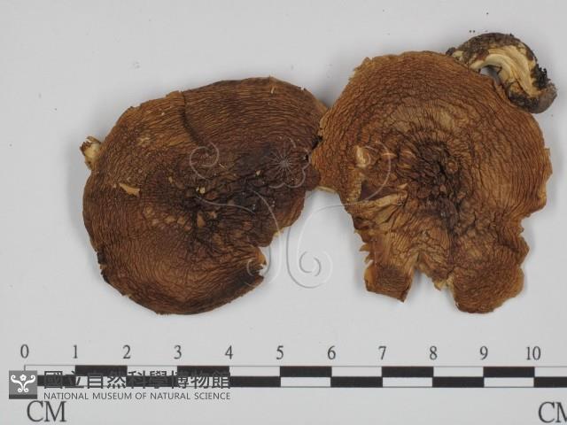 登錄號:F0008280藏品圖，第3張