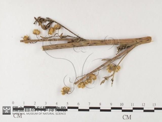 登錄號:F0026280藏品圖，第1張