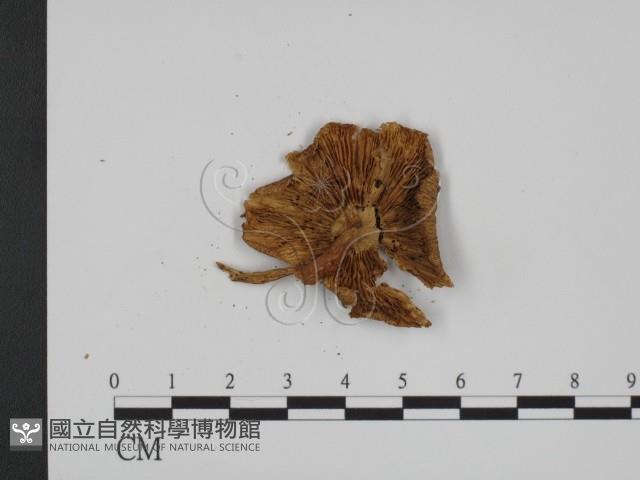 登錄號:F0016280藏品圖，第3張