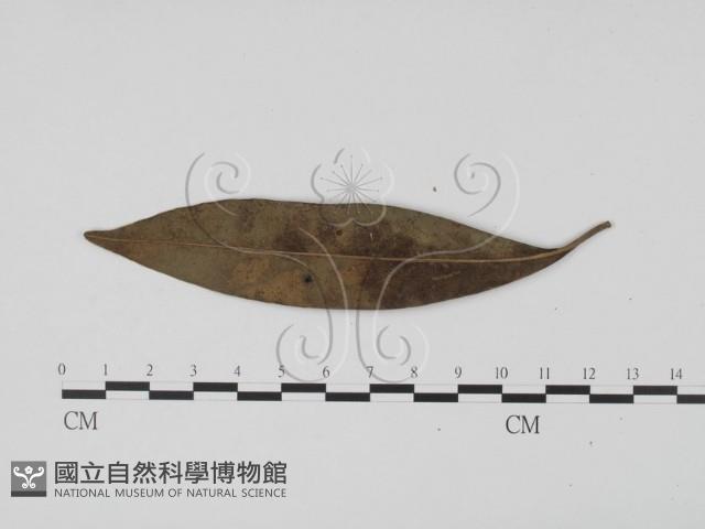 登錄號:F0021280藏品圖，第3張