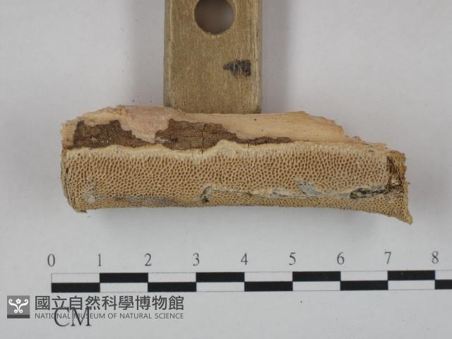 登錄號:F0004280藏品圖，第3張