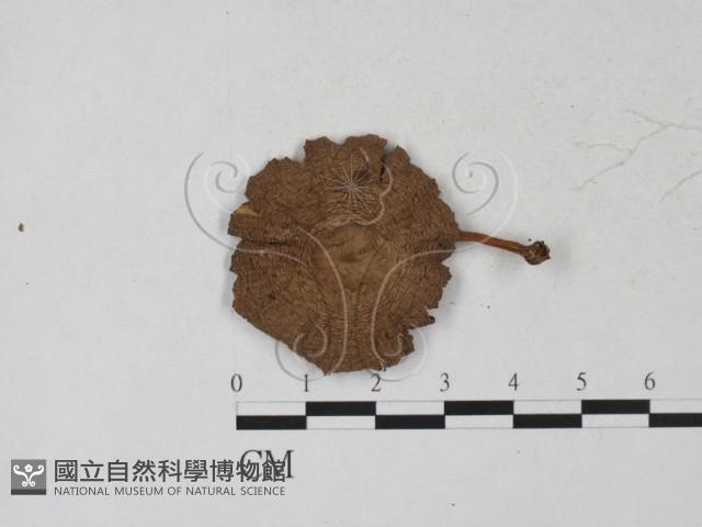 登錄號:F0027280藏品圖，第3張