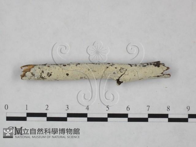 冇骨消絲齒菌藏品圖，第3張