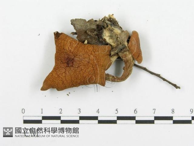 登錄號:F0005280藏品圖，第3張