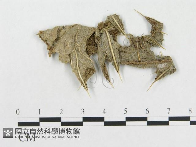 登錄號:F0019280藏品圖，第1張