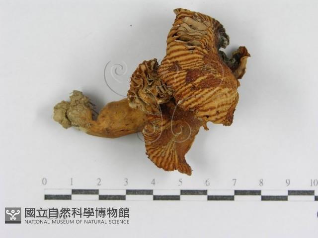 登錄號:F0013280藏品圖，第3張