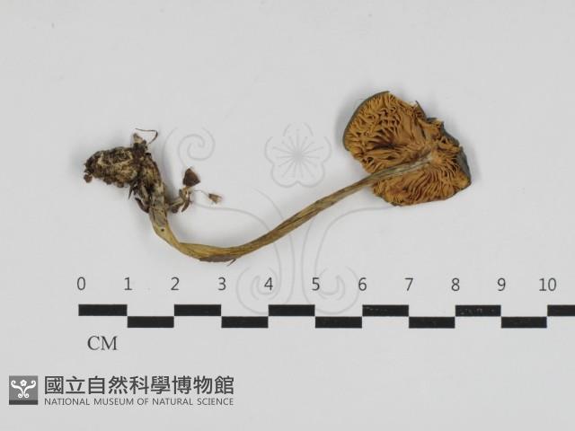 粉褶菌屬藏品圖，第3張