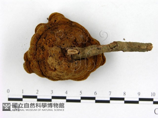 登錄號:F0008880藏品圖，第3張
