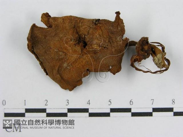 登錄號:F0010880藏品圖，第3張