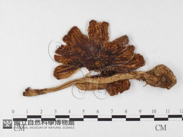 登錄號:F0026880藏品圖，第3張