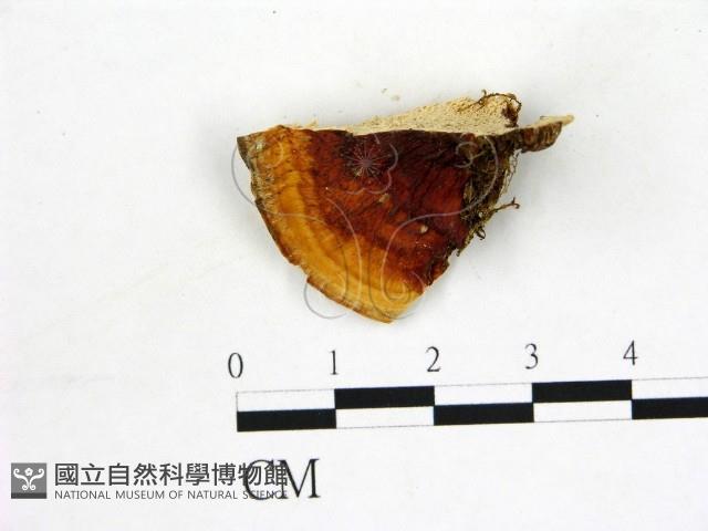 登錄號:F0006880藏品圖，第3張