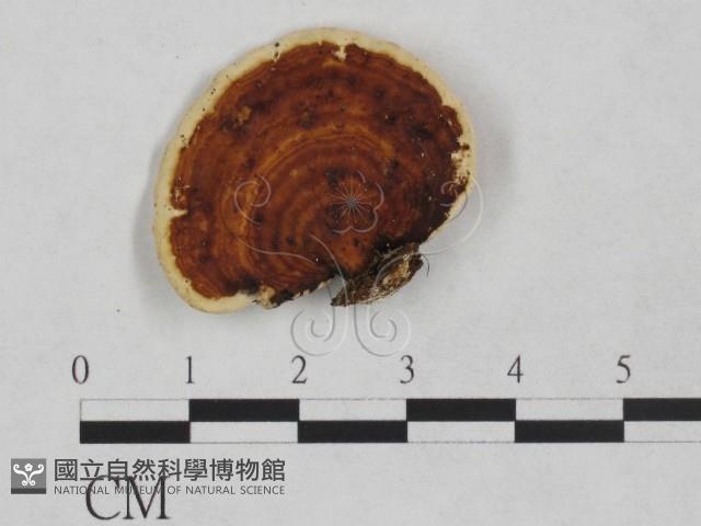 靈芝屬藏品圖，第3張