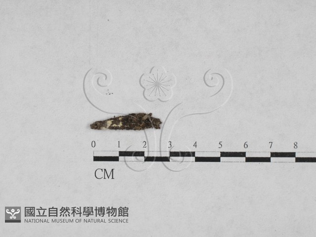 登錄號:F0027880藏品圖，第1張