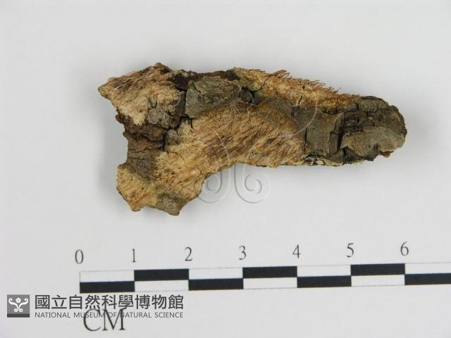 登錄號:F0017880藏品圖，第1張