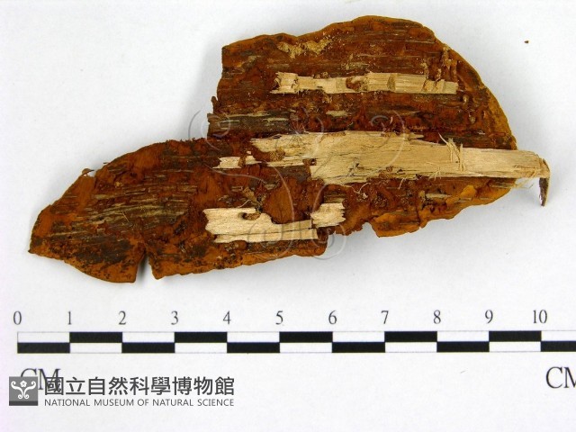 登錄號:F0005880藏品圖，第3張