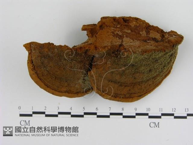 纖孔菌屬藏品圖，第3張