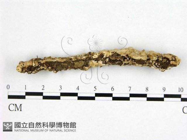 登錄號:F0019880藏品圖，第3張