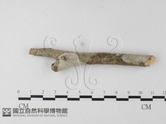 韌革菌屬藏品圖，第3張