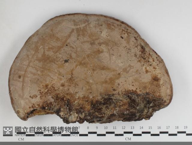 靈芝屬藏品圖，第3張