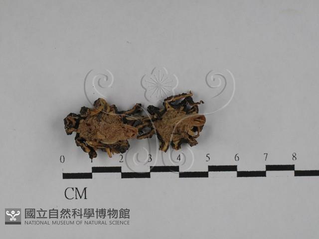 登錄號:F0028980藏品圖，第3張