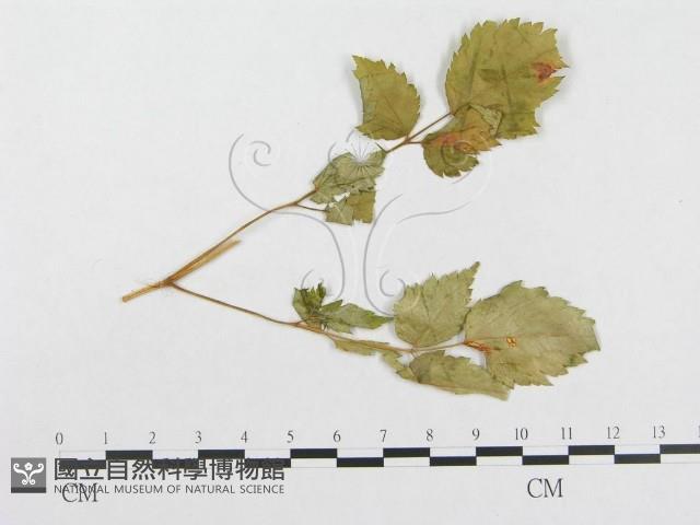 登錄號:F0018980藏品圖，第1張