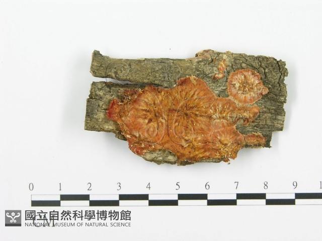 登錄號:F0000980藏品圖，第3張