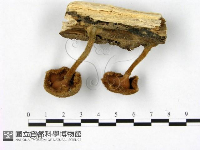 登錄號:F0010980藏品圖，第3張