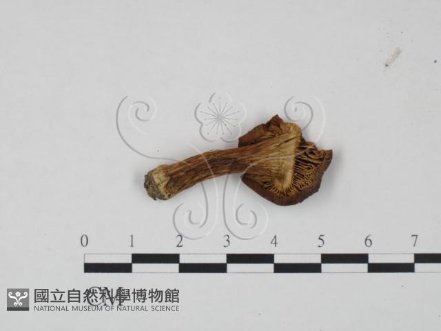 登錄號:F0021980藏品圖，第3張