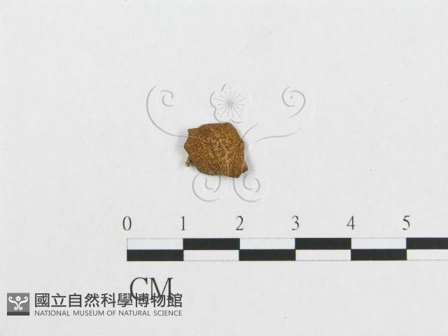 登錄號:F0004980藏品圖，第3張