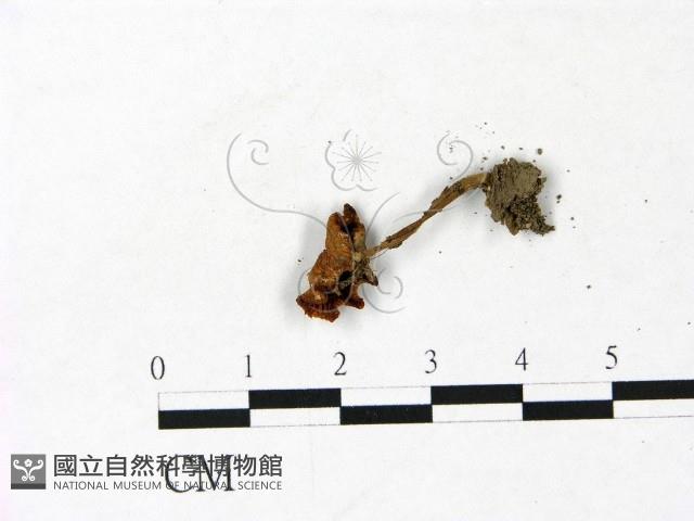 登錄號:F0022980藏品圖，第3張