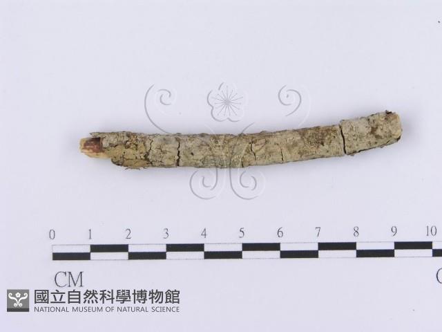 登錄號:F0002980藏品圖，第3張