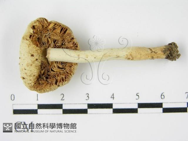 登錄號:F0012980藏品圖，第3張