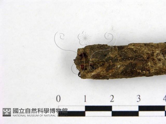 登錄號:F0007980藏品圖，第3張