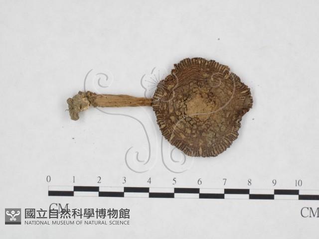登錄號:F0025980藏品圖，第3張