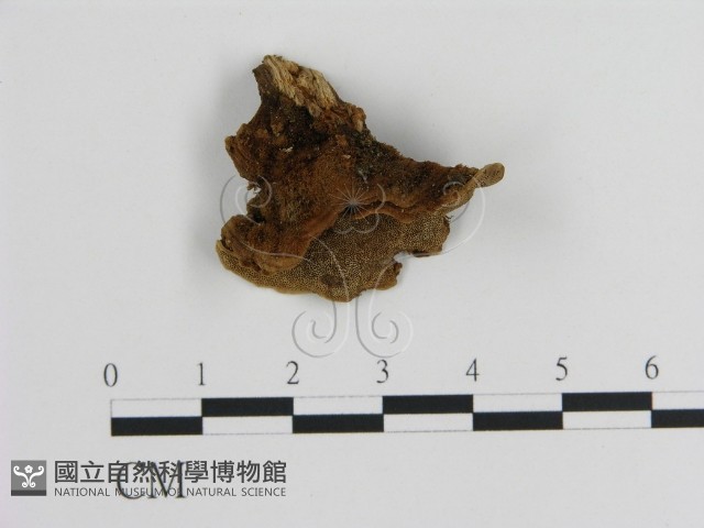 蜂窩菌屬藏品圖，第3張