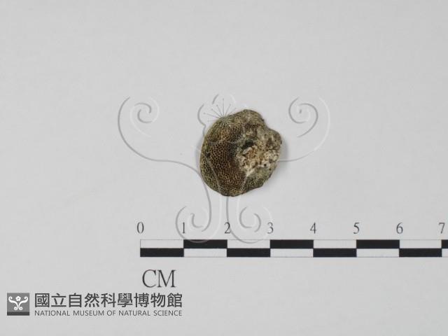登錄號:F0019980藏品圖，第3張