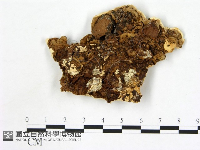 登錄號:F0013980藏品圖，第3張